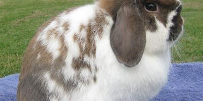 荷蘭垂耳兔吃什麼食物
