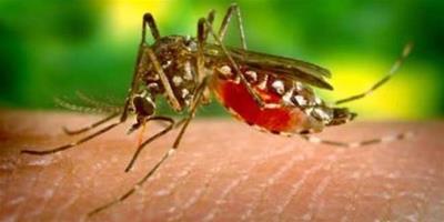 生活小常識：什麼血型的人最招蚊子喜歡