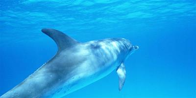 鯨魚是哺乳動物嗎