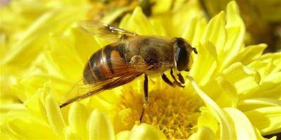 生活小常識：馬蜂和蜜蜂的區別