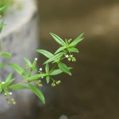 半枝蓮和白花蛇舌草的區別半枝蓮和白花蛇舌草的特點